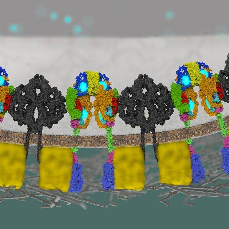 胰岛素抑制受体"受体"(黑色)的模型使胰岛β细胞上的胰岛素受体(彩色)