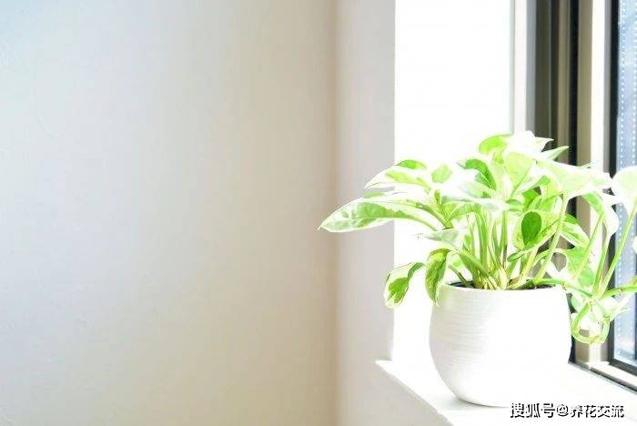 室内养什么植物对风水好点 4d4e1528c6394b5a88be080bebfd5269.jpeg
