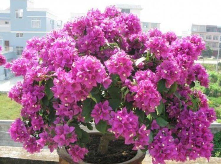 阳台种什么植物好养又便宜 84af3888a0b047be932e6c83a882f5f0.jpeg