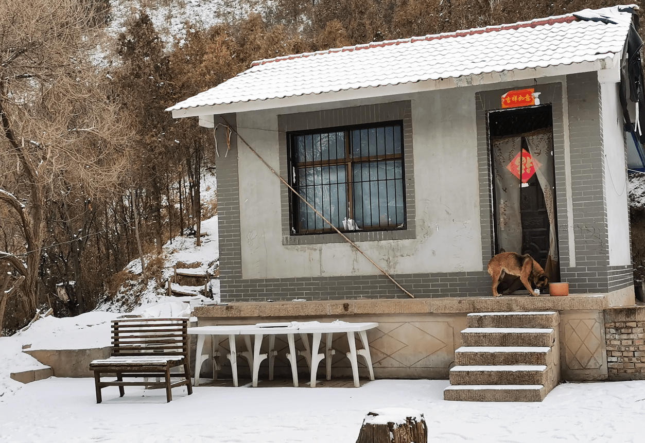 雪地里发现只剩1只狼狗 任凭它自生自灭了 可怜它还在看家护院 狗狗