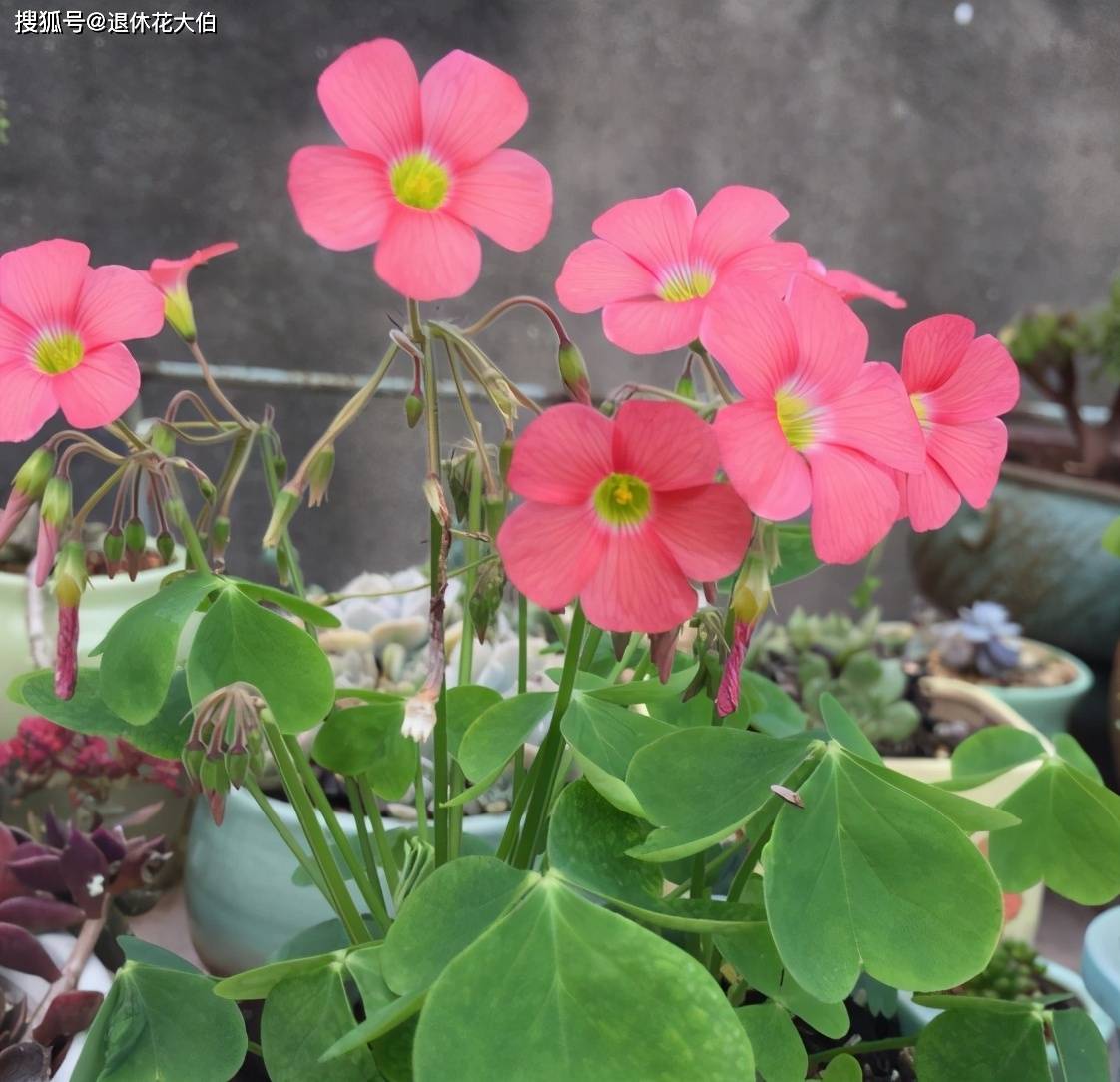 做到这几点,盆栽醡浆草不愁枝叶长不旺,四季不开花