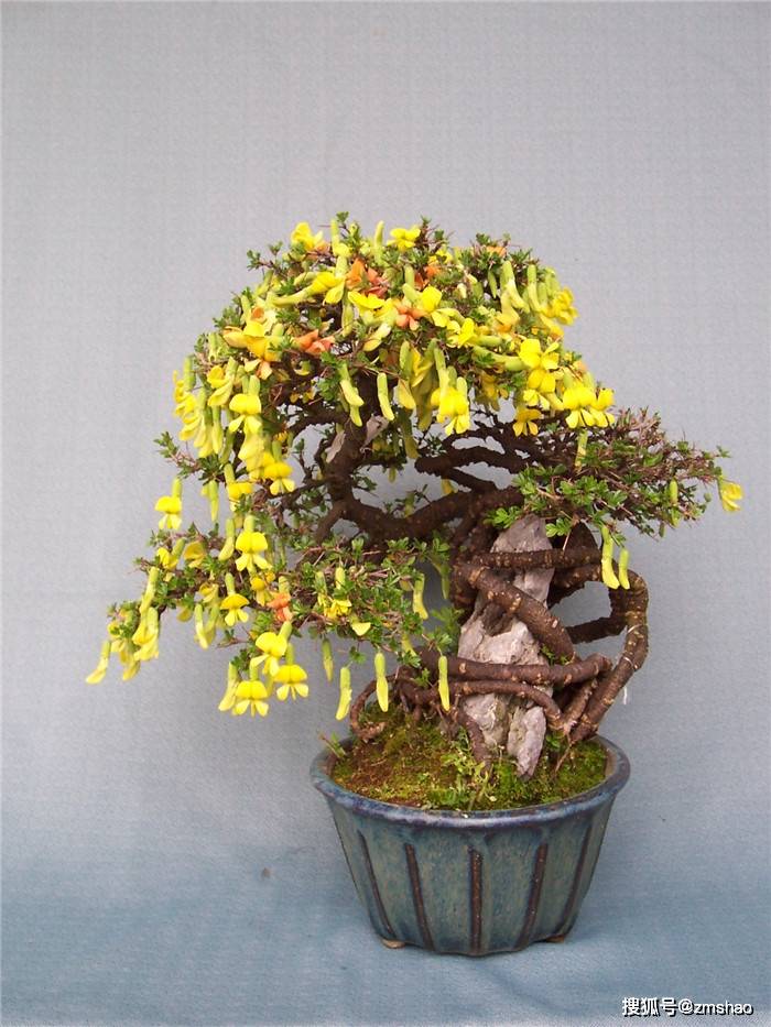 春天将临金雀待放