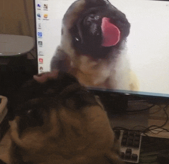 狗狗舔屏幕表情包图片