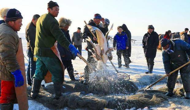 著名的查干湖冬捕，为啥每次都能捞上这么多的鱼？真相让人不齿