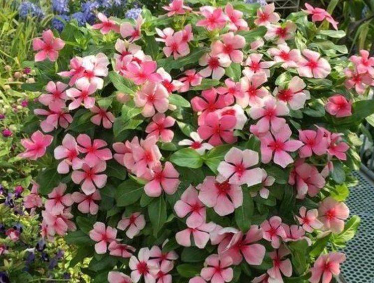 时候,植株就会进入休眠期,在这个阶段内,一定不要给倒挂金钟大量浇水