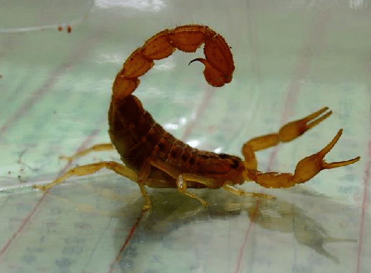 用蝎子泡出的药酒,能促进血液循环,能提高人体筋骨健康水平,对缓解