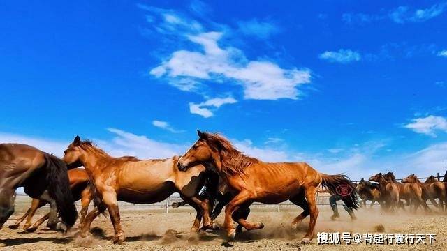 内蒙古草原的马都被烙印？游客感到惋惜，牧民：这是身份的象征