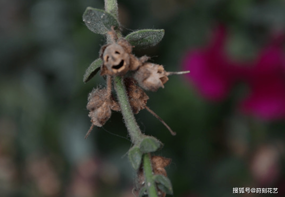 世界上最恐怖的花朵,凋零後掛滿