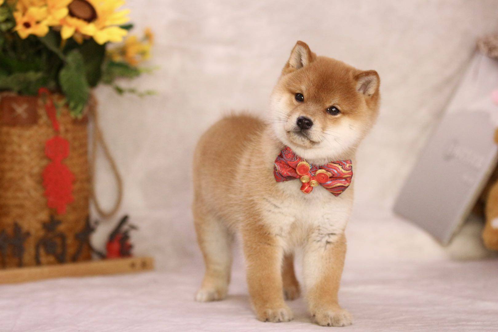 人在深圳上哪买柴犬？哪便宜？_搜狐网