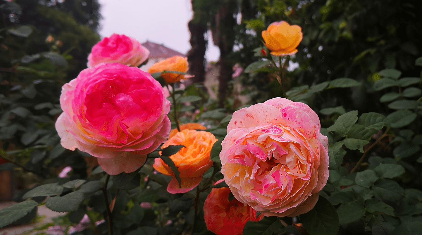 这10款“变色月季”,颜色多变,好看又好养 这10款“变色月季”,颜色多变,好看又好养
