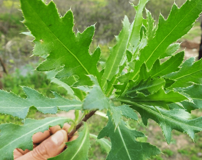 很多朋友肯定很好奇這種野菜渾身是刺咋吃你吃過嗎