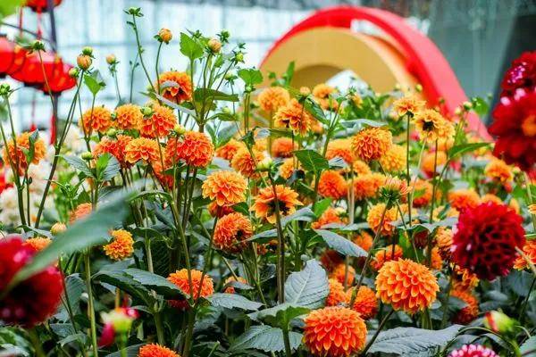 新加坡生活| 这个春节来滨海湾花园欣赏上千种大丽花