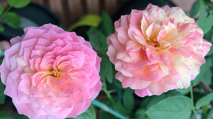 这10款“变色月季”,颜色多变,好看又好养 这10款“变色月季”,颜色多变,好看又好养