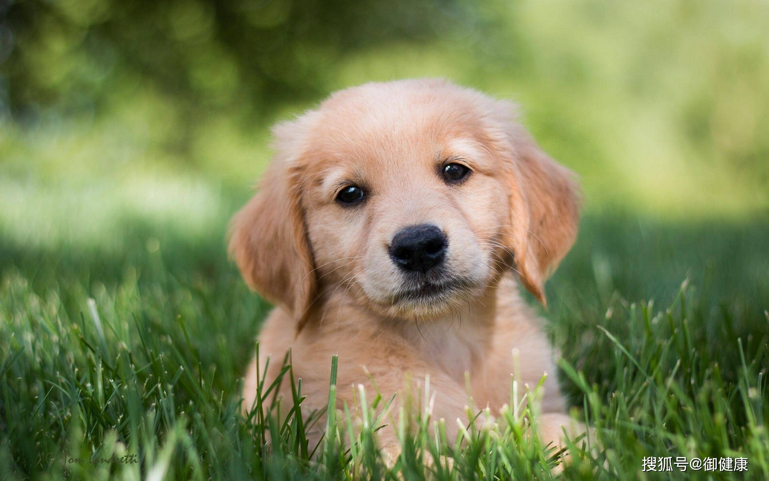 被狗咬了以后?到底该不该打1000多块钱的狂犬疫苗?