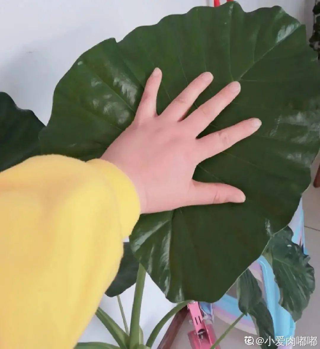 海芋为什么叫滴水观音 海芋滴水观音有毒吗