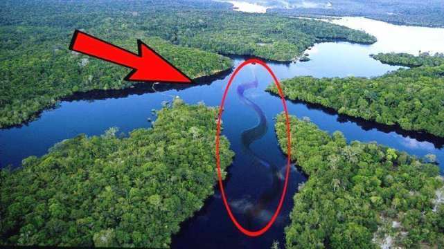 亚马逊河有多可怕？为啥人们不敢下河游泳？看这3种鱼就懂了