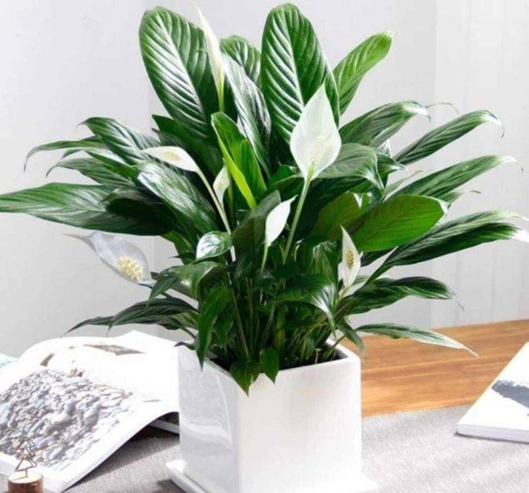 室内养什么花好旺财运 623f129350d5431cbd39b88c8c227a72.jpeg