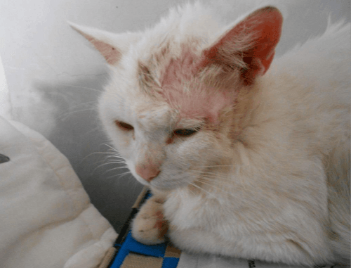 猫咪口炎跟猫粮有关系吗 主人