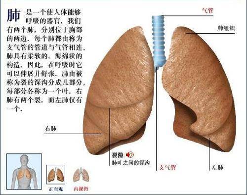 假如人的肺有問題,人體新陳代謝速度就會減慢,鼻頭毛孔閉合功能也會