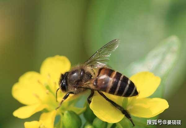 蜜蜂筑巢视频完整版 b0e60063f84d453ca012f5d157705193.jpeg