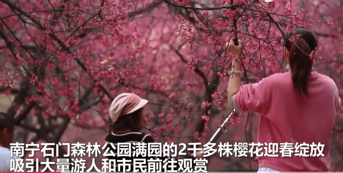 恶习难改！广西一公园2000株樱花盛开，游客攀树扯枝现象频发