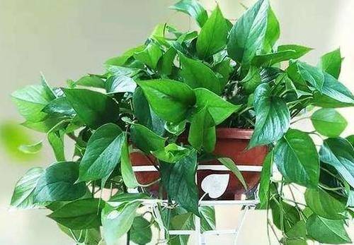 绿萝浇什么才能更旺盛 3fed90069b0449ce880bdeec0b88d92a.jpeg