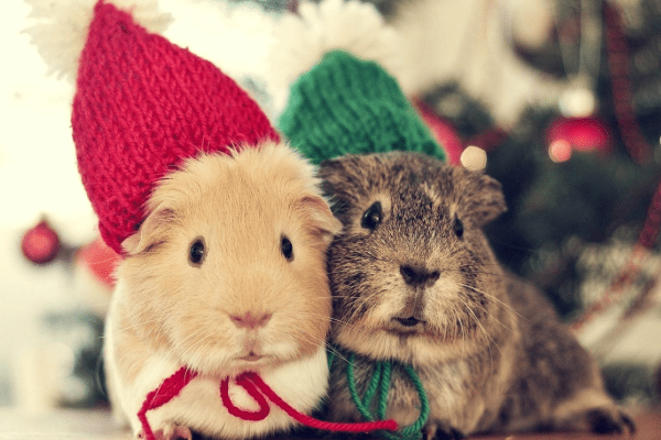 鼠是哪年的人 43e85d7ca4484d4f9686a0d8c8ecb846.png