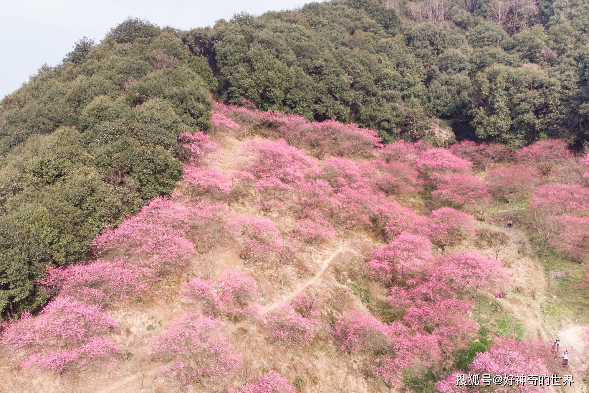 宁波这个小乡村迎来赏花季，漫山遍野的梅花都开了，游客：真好看