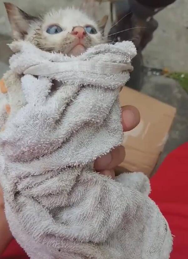下水道捡到只小猫,全身脏兮兮,只能拿擦车抹布包着!