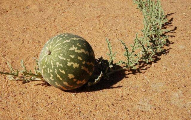 在沙漠见到这种“西瓜”，不能摘来吃！赶快告诉家人