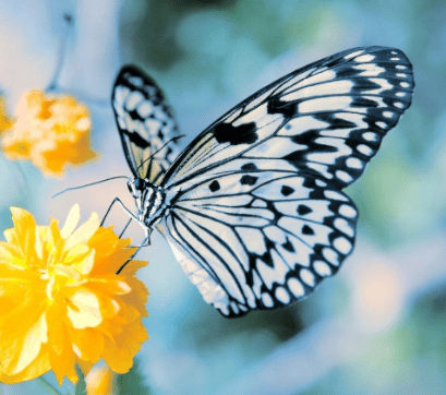 心理测试:选择一只花上最美的蝴蝶,测出陪你到老的人是谁!
