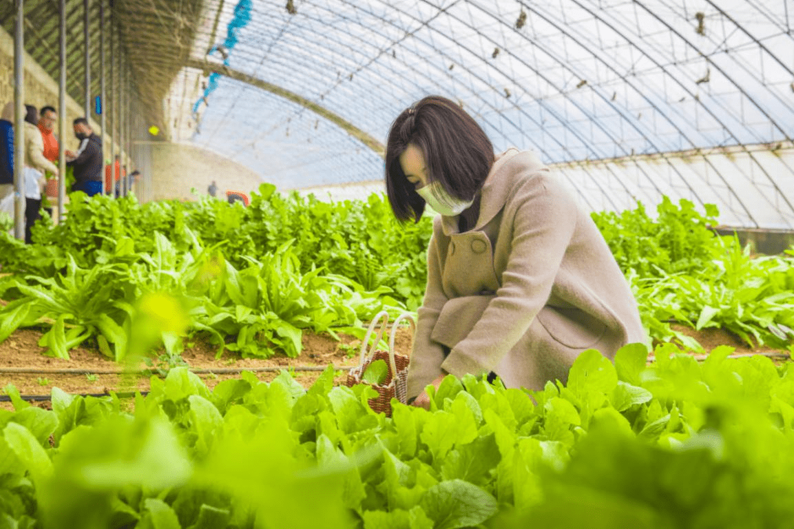 满园春色，喜迎正月——来三寰牧场体验鲜味儿新年