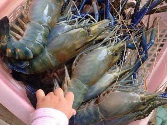 湄公河大虾泛滥，一只就1斤重当地人发愁，中国吃货：等我去拯救
