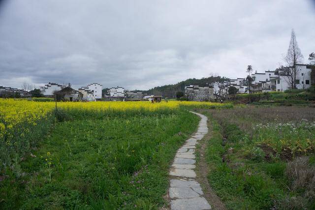 婺源思溪延村，田园风光与徽派古建完美融合，宛如一幅水墨画