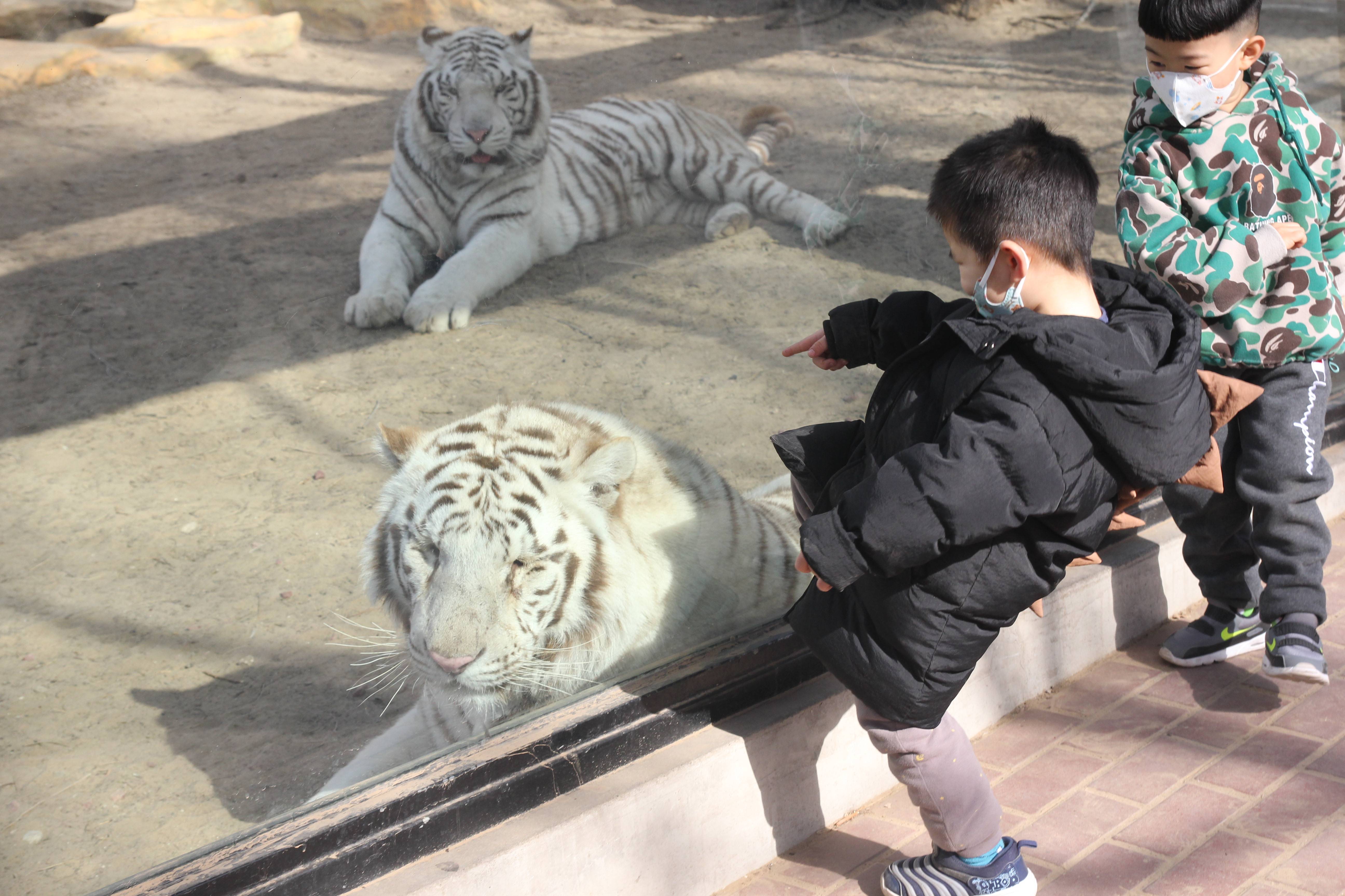 北京口碑最好的动物园，虽在六环外，旺季却是人满为患