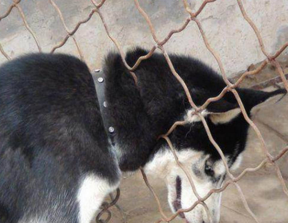 贪玩二哈被铁栏卡住头部艰难哀嚎求救主人主人看了差点笑疯