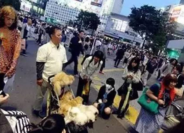 男子遛貓方式「獨特」，路人紛紛駐足側目，網友看了直呼甜齁 萌趣萌寵 第3张