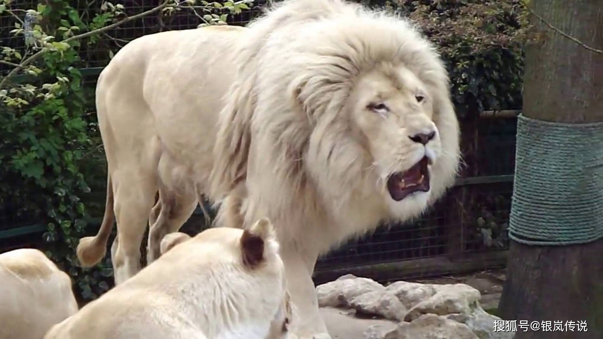 白獅子用吼叫宣告自己的貴族地位在蘇格蘭動物園