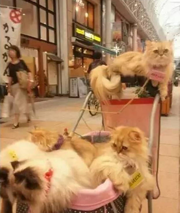 男子遛貓方式「獨特」，路人紛紛駐足側目，網友看了直呼甜齁 萌趣萌寵 第1张