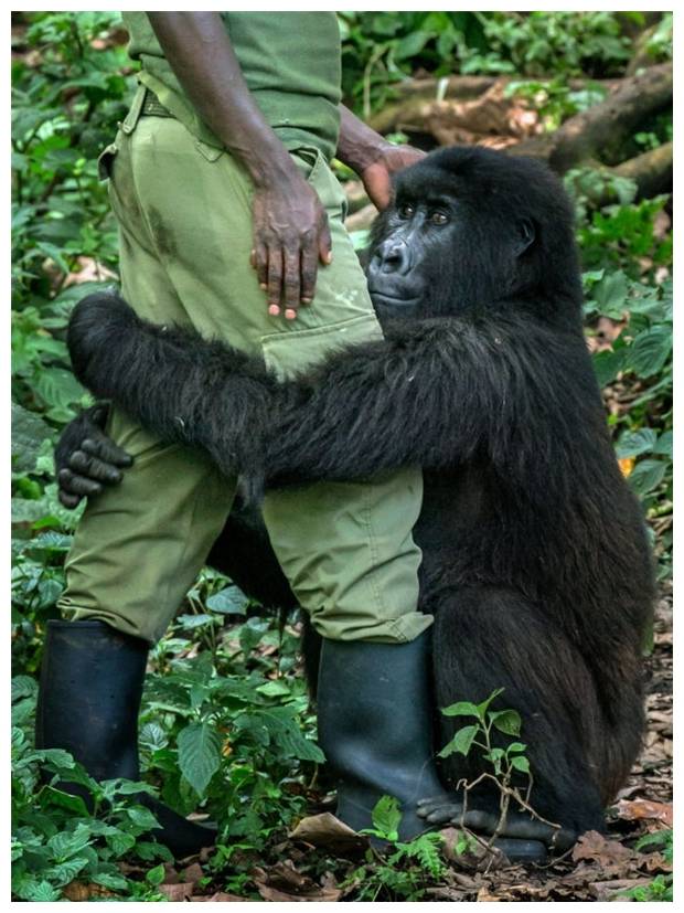 但是没想到,他一站起来,这只大猩猩就抱着他的腿,十分乖巧的样子,难不