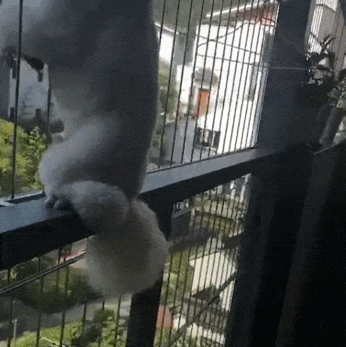 貴賓犬爬防盜網，變身成猴子，這個姿勢也沒誰了！ 萌趣萌寵 第6张