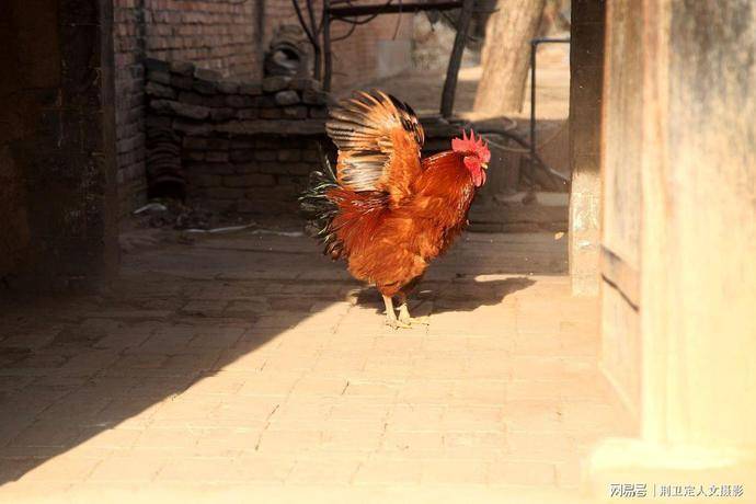 说陕西省黄河岸边的渭南市农村,有位姓秦的大哥,家里养着一只"凤凰鸡"