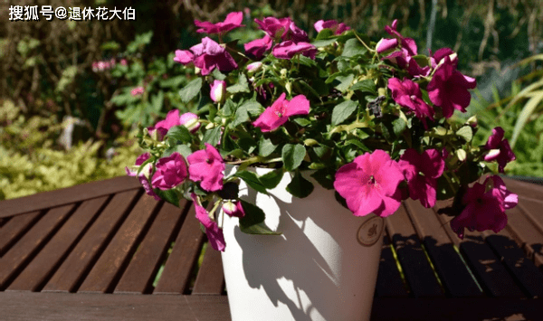 怎么养花甲没有沙 c976bdba6e3a407d8bb00681b420b2c5.png