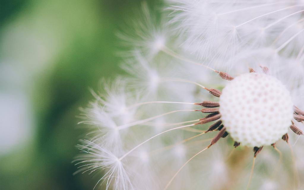 蒲公英的吃法分季节吗 cd67398c206f4ba381ddfb0f555ec080.jpeg