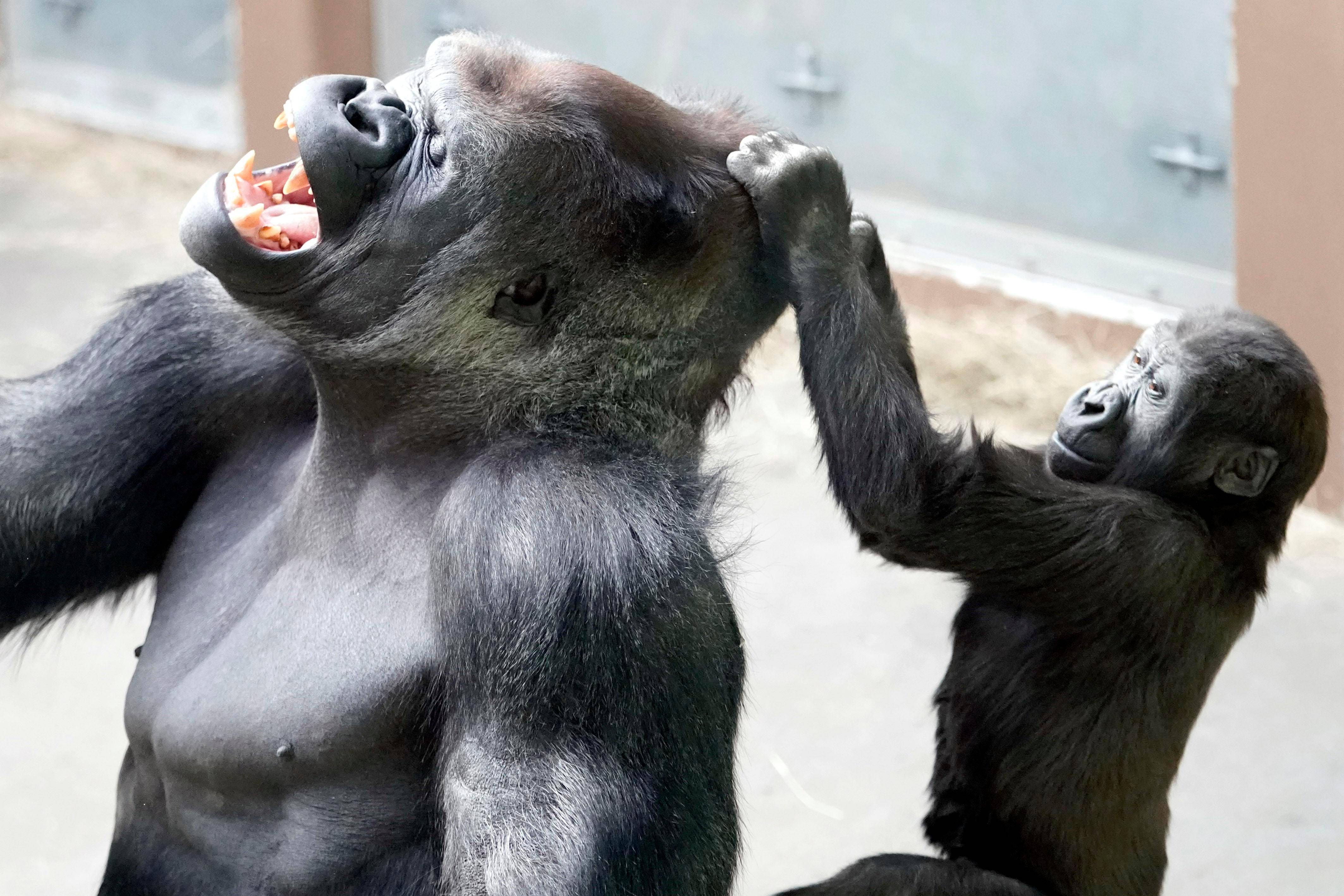 100年前大猩猩值多钱买下养不了3年体重翻十倍终成标本