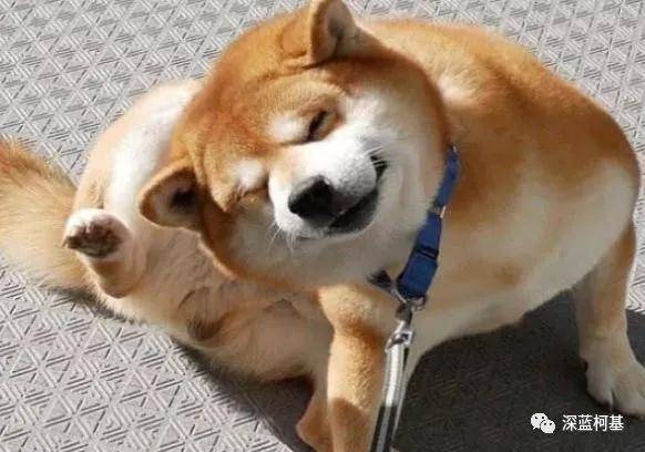 狗狗怎么预防和处理皮肤病问题 d837435fcb9e4d0a9048ec826603473a.jpeg
