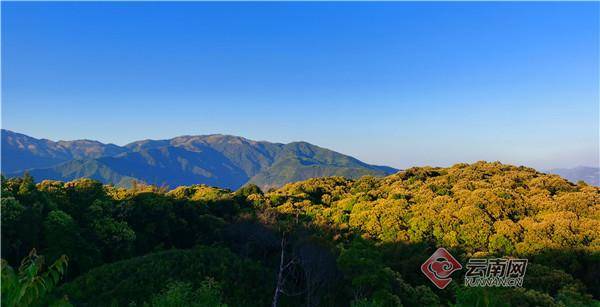 云南龙陵小黑山保护区：北纬24度的生物多样性魅力