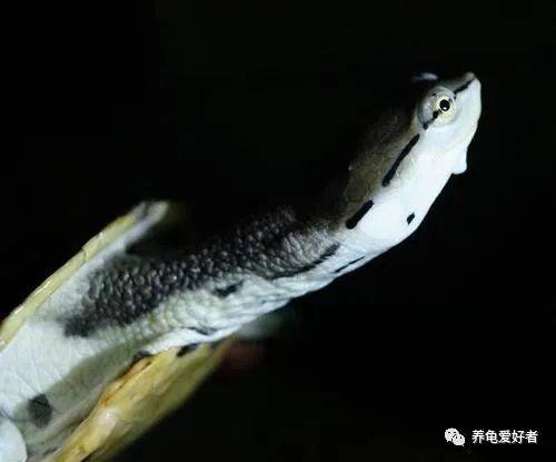 乌龟怎么过冬放在哪里 e1062b9fc096479f85fd6ffd070cb0f5.jpeg