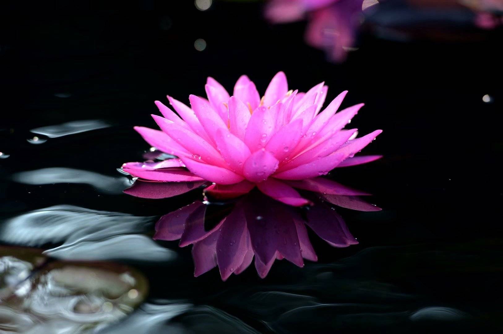 2月11日开始,这三大生肖好运伴随,事事顺心,喜事连连,幸福美满