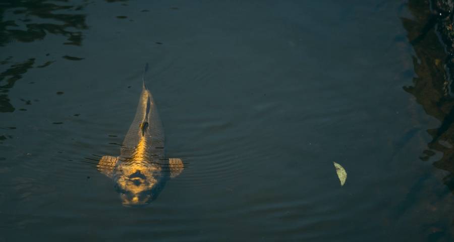 家电零售渠道是继续碎片化还是寡头主宰？-家电圈官网